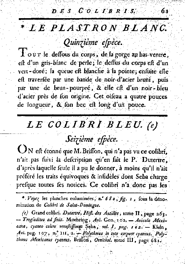 Le Colibri bleu.