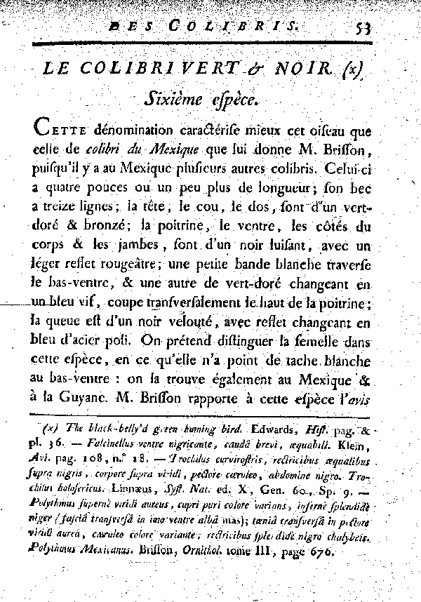 Le Colibri vert et noir.