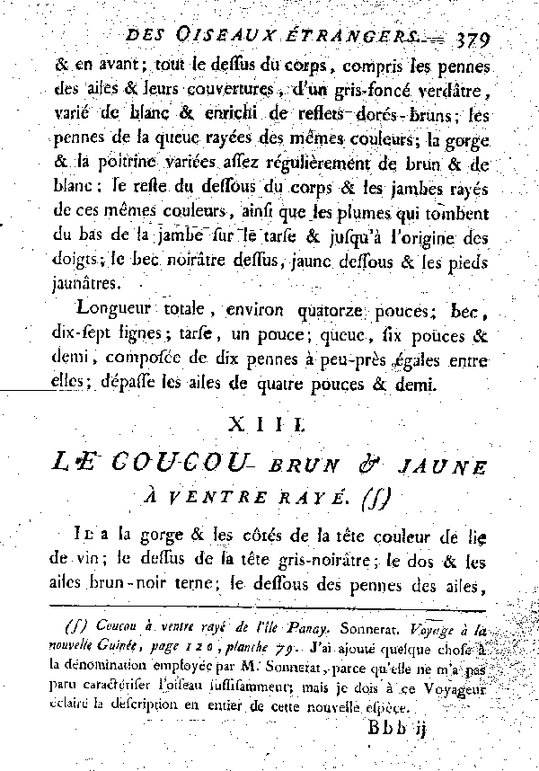 XIII. Le Coucou brun et jaune à ventre rayé.