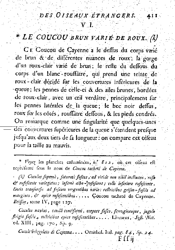 VI. Le Coucou brun varié de roux.