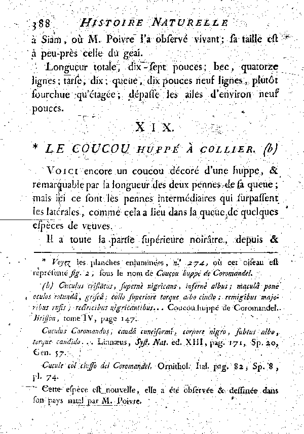 XIX. Le Coucou huppé à collier.