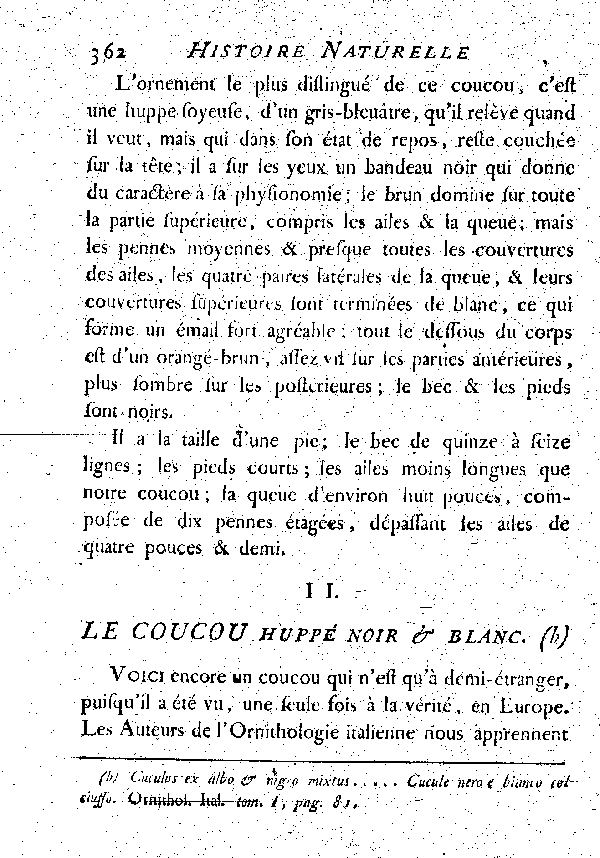 II. Le Coucou huppé noir et blanc.