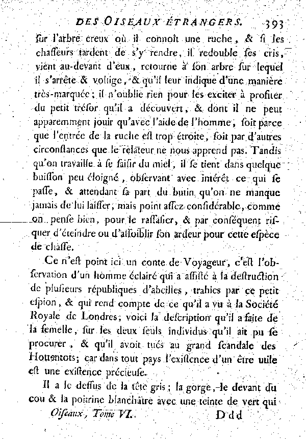 XXII. Le Coucou indicateur.