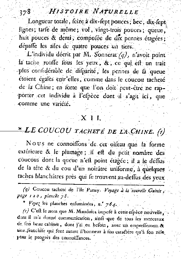 XII. Le Coucou tacheté de la Chine.