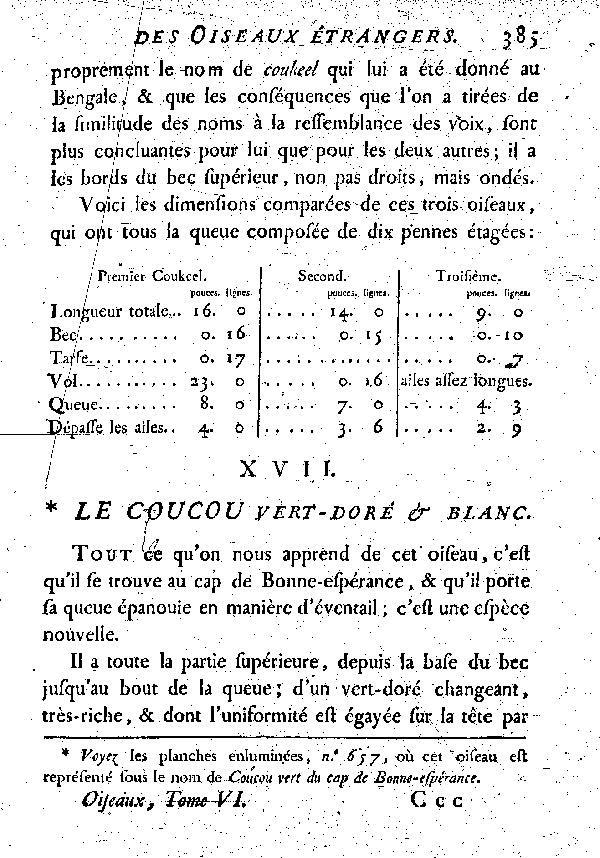 XVII. Le Coucou vert doré et blanc.