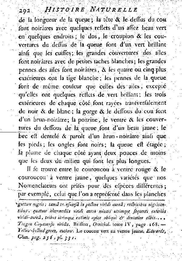 Le Couroucou à ventre jaune.