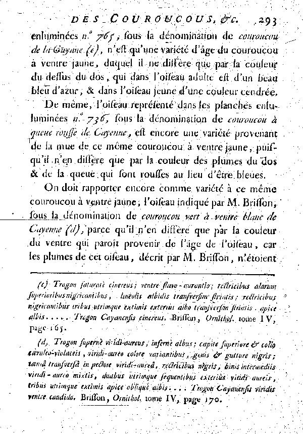 Le Couroucou à ventre jaune.