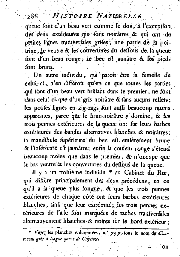 Le Couroucou à ventre rouge.