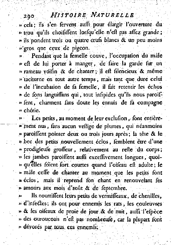 Le Couroucou à ventre rouge.