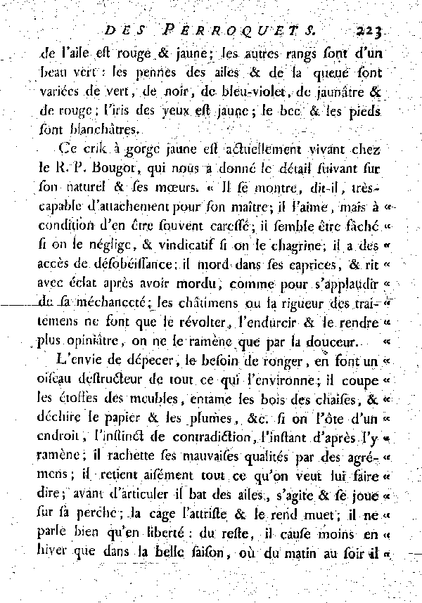 Le Crik à tête et à gorge jaunes.