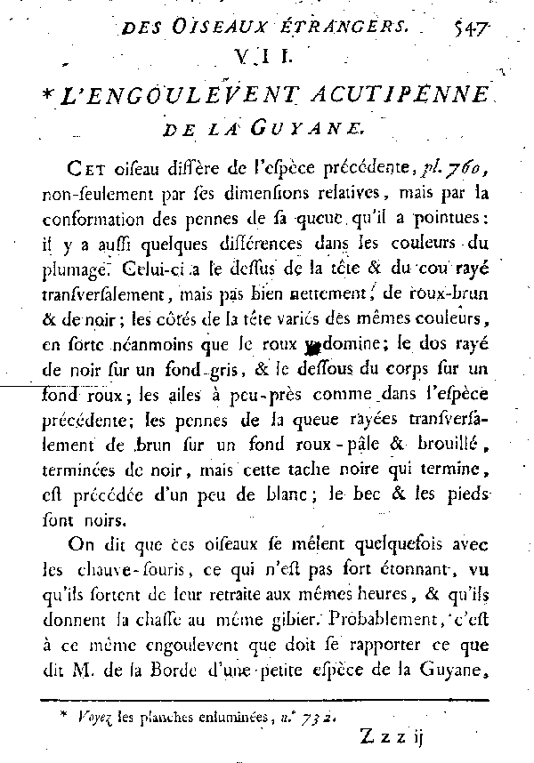 VII. L'Engoulevent acutipene de la Guyane.