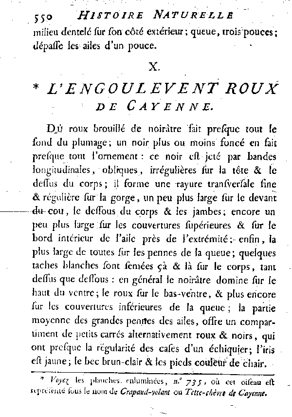 X. L'Engoulevent roux de Cayenne.