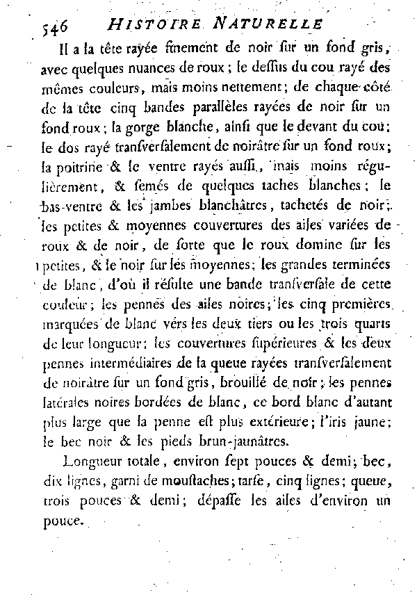 VI. L'Engoulevent varié de Cayenne.