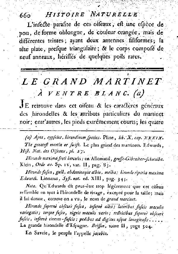 Le grand Martinet à ventre blanc.