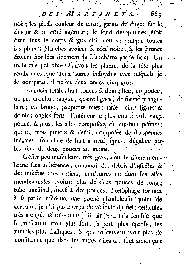 Le grand Martinet à ventre blanc.