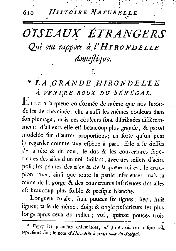 I. La grande Hirondelle à ventre roux du Sénégal.