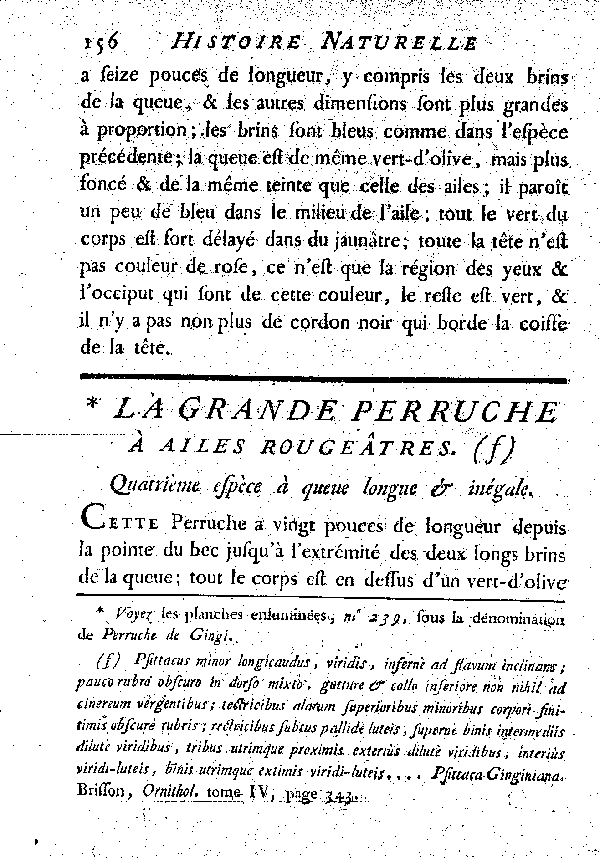 La grande Perruche à ailes rougeâtres. , à queue longue et inégale.