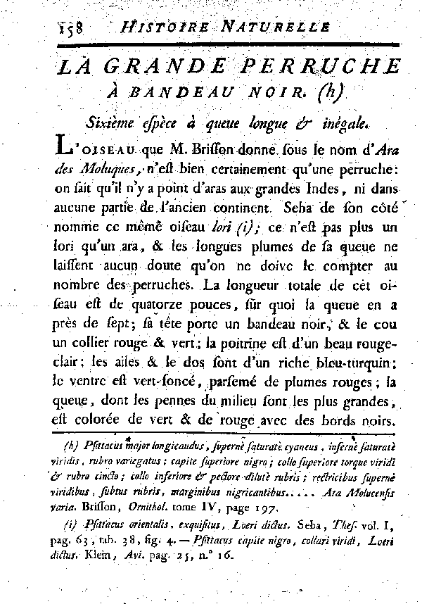 La grande Perruche à bandeau noir. , à queue longue et inégale.