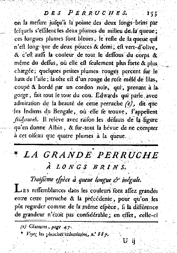 La grande Perruche à longs brins. , à queue longue et inégale.