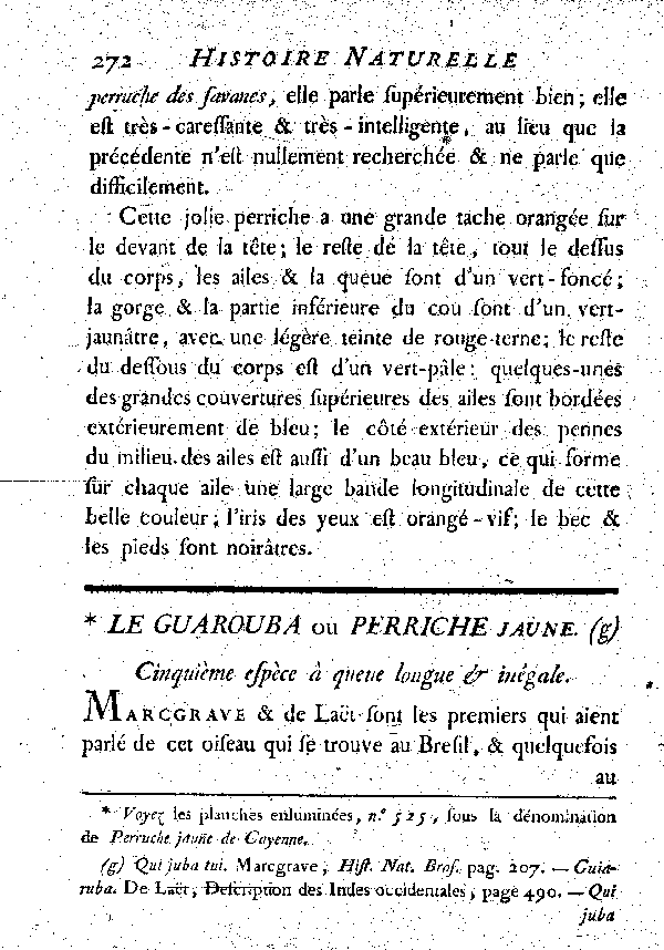 Le Guarouba ou Perriche jaune. , à queue longue et inégale.