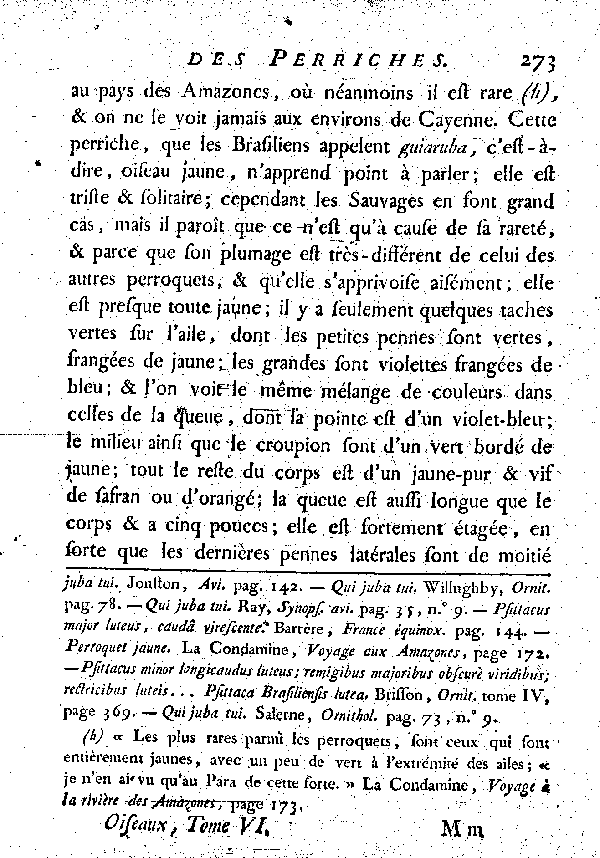 Le Guarouba ou Perriche jaune. , à queue longue et inégale.