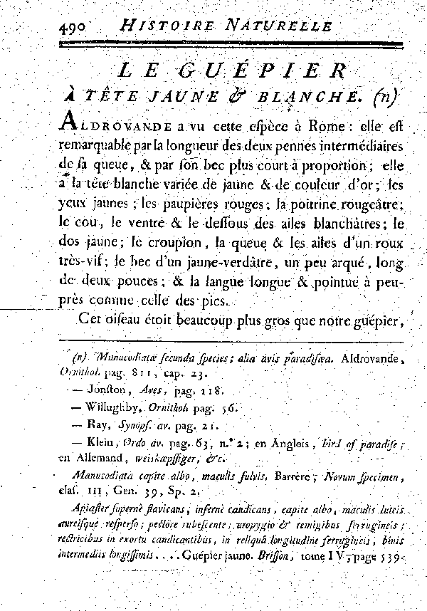 Le Guépier à tête jaune et blanche.