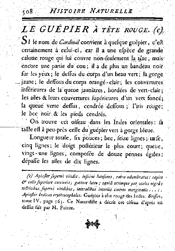 Le Guépier à tête rouge.