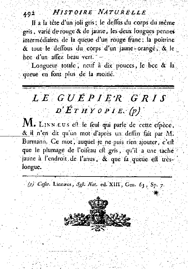 Le Guépier gris d'éthiopie.