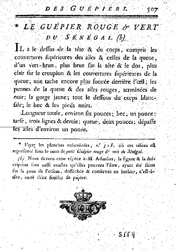 Le Guépier rouge du Sénégal.