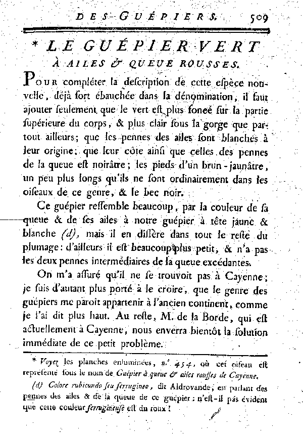 Le Guépier vert à ailes et queue rousses.