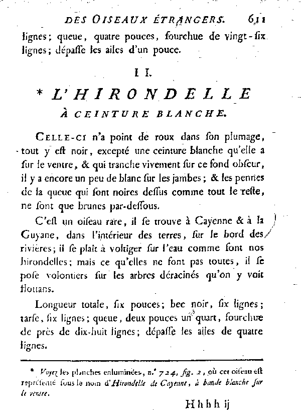 II. L'Hirondelle à ceinture blanche.