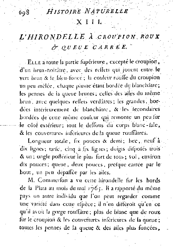 XIII. L'Hirondelle à croupion roux et queue carrée.