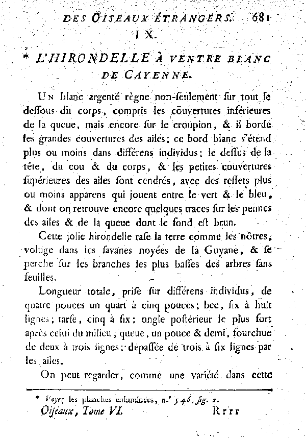 IX. L'Hirondelle à ventre blane de Cayenne.