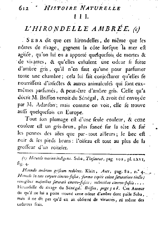 III. L'Hirondelle ambrée.