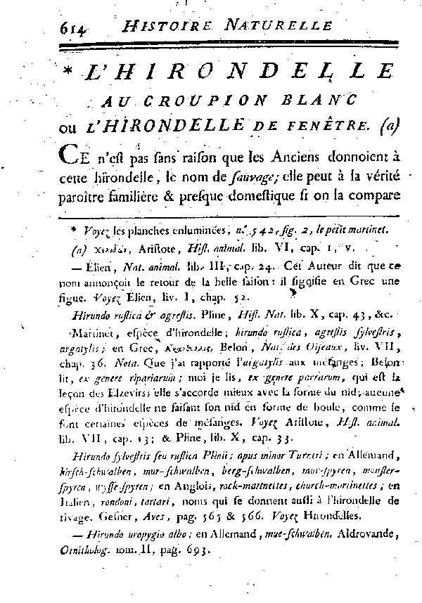 L'Hirondelle au croupion blanc ou l'Hirondelle de fenêtre.