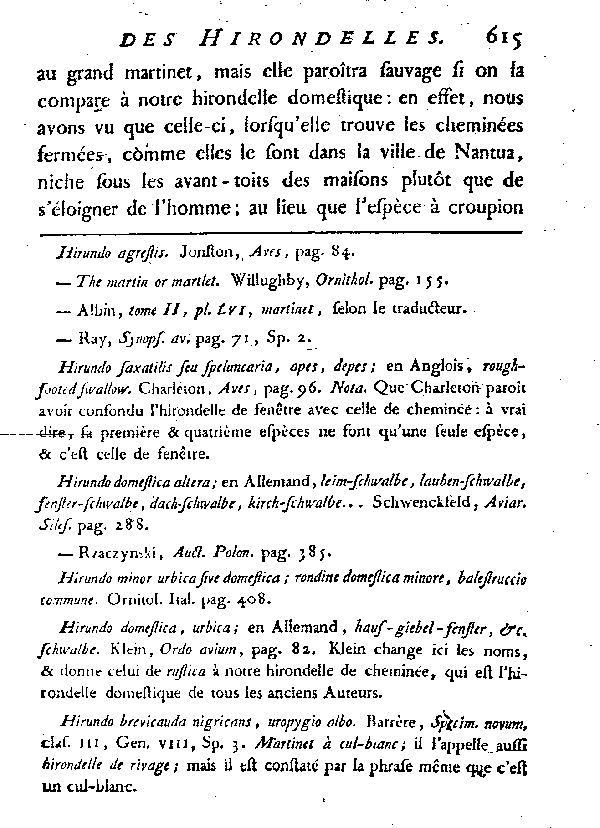 L'Hirondelle au croupion blanc ou l'Hirondelle de fenêtre.