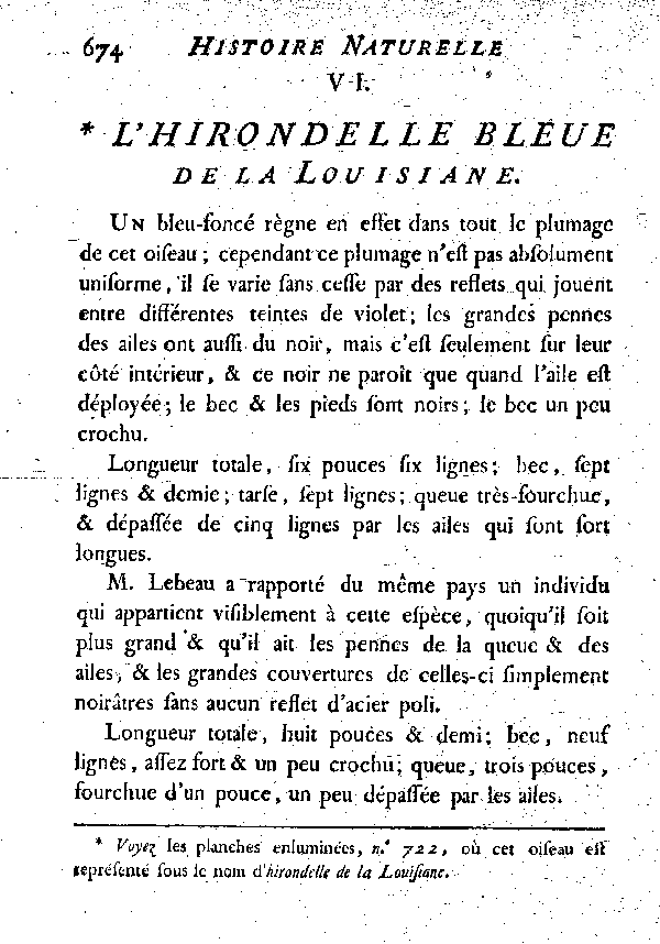 VI. L'Hirondelle bleue de la Louisiane.