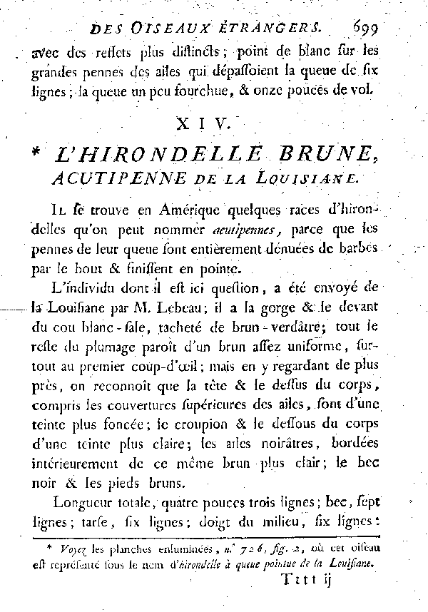 XIV. L'Hirondelle brune, acutipenne de la Louisiane.