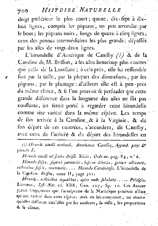 XIV. L'Hirondelle brune, acutipenne de la Louisiane.