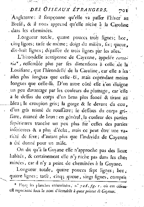 XIV. L'Hirondelle brune, acutipenne de la Louisiane.