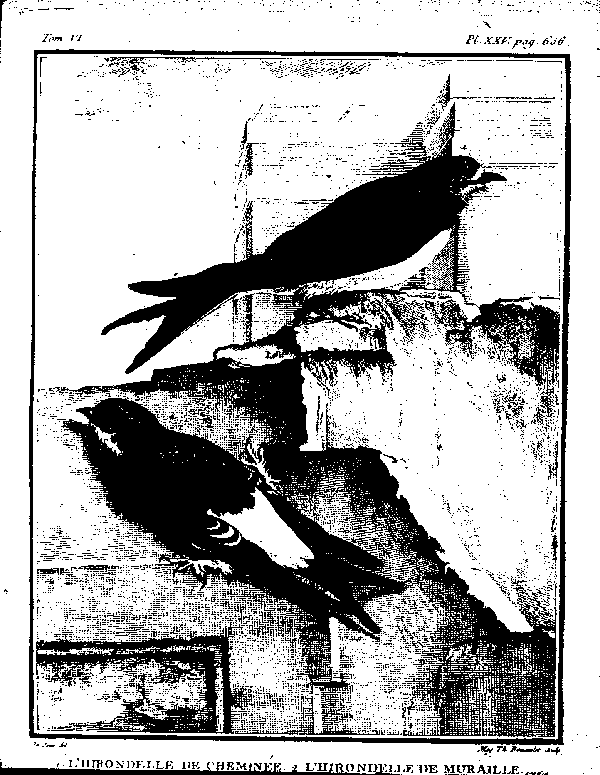 L'Hirondelle de cheminée ou l'Hirondelle domestique.