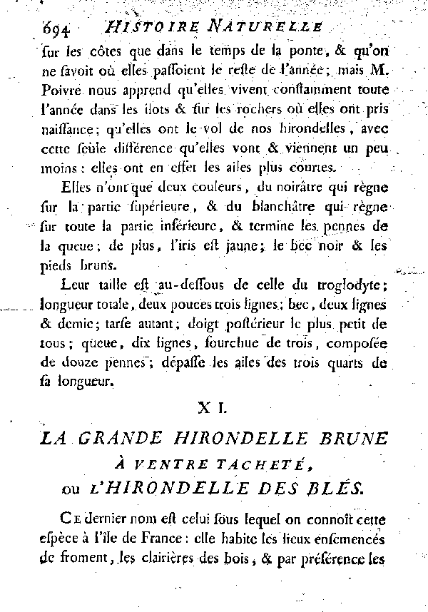 XI. La grande Hirondelle brune à ventre tacheté ou L'Hirondelle des blés.