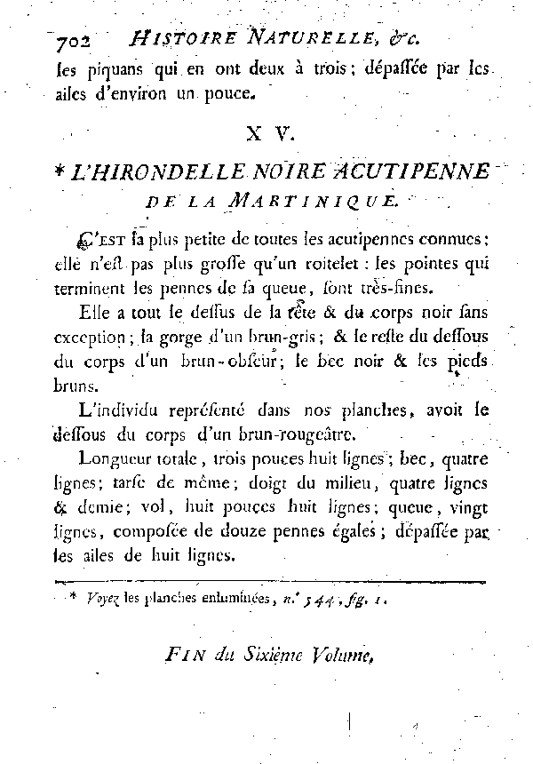 XV. L'Hirondelle noire, acutipenne de la Martinique.