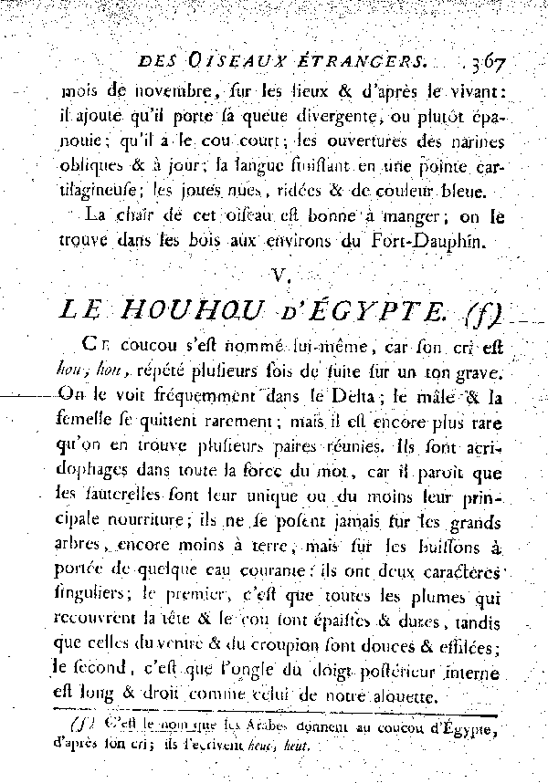 V. Le Houhou d'égypte.