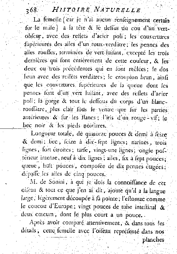 V. Le Houhou d'égypte.