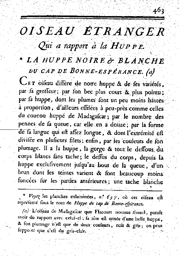 La Huppe noire et blanche du cap de Bonne-espérance.