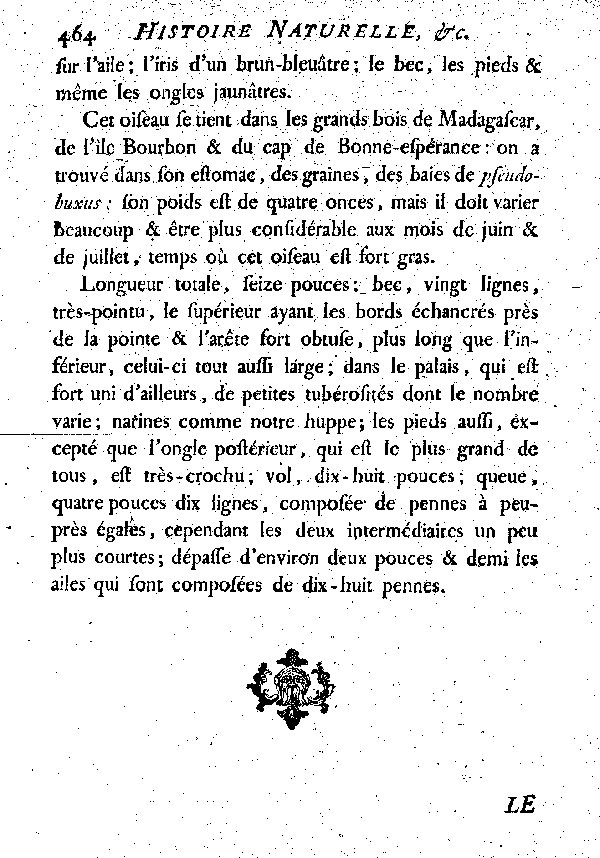 La Huppe noire et blanche du cap de Bonne-espérance.