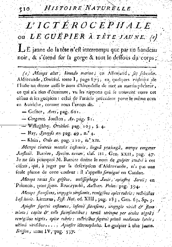 L'Ictérocephale ou le Guépier à tête jaune.