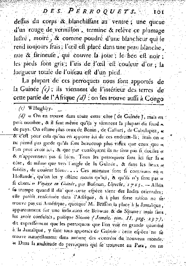 Le Jaco ou Perroquet cendré.