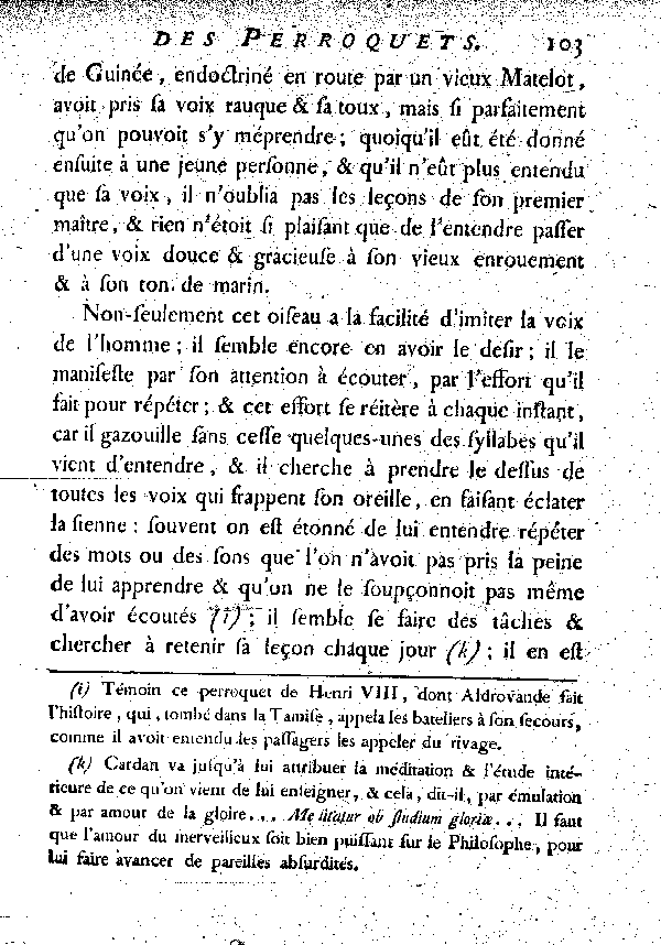 Le Jaco ou Perroquet cendré.